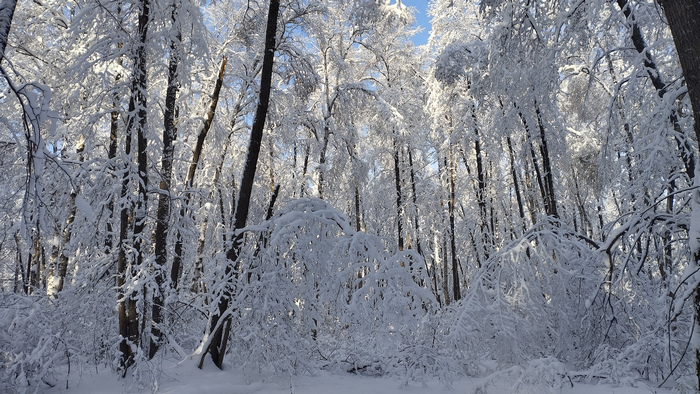 Январь 2026 года стал самым снежным в Окском заповеднике за все годы наблюдений