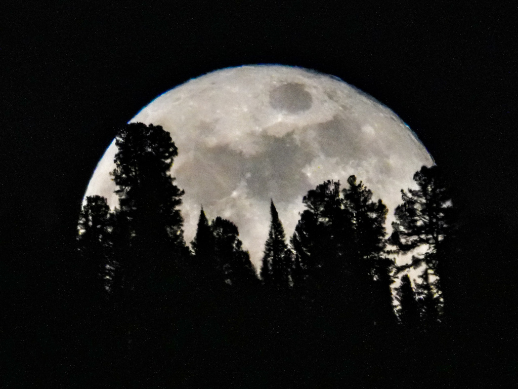 Восход полной луны над кружевом заповедной тайги_Февраль 2026
