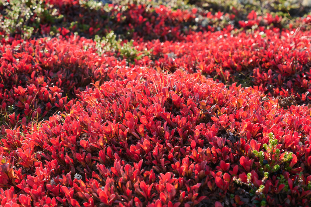 Арктоус_арктический_Шестаков С.В.