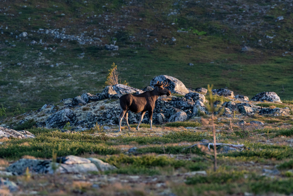 Лось в Лапландском заповеднике Кочеткова Т.Е.