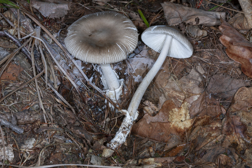 Amanita recondita_photo Malysheva
