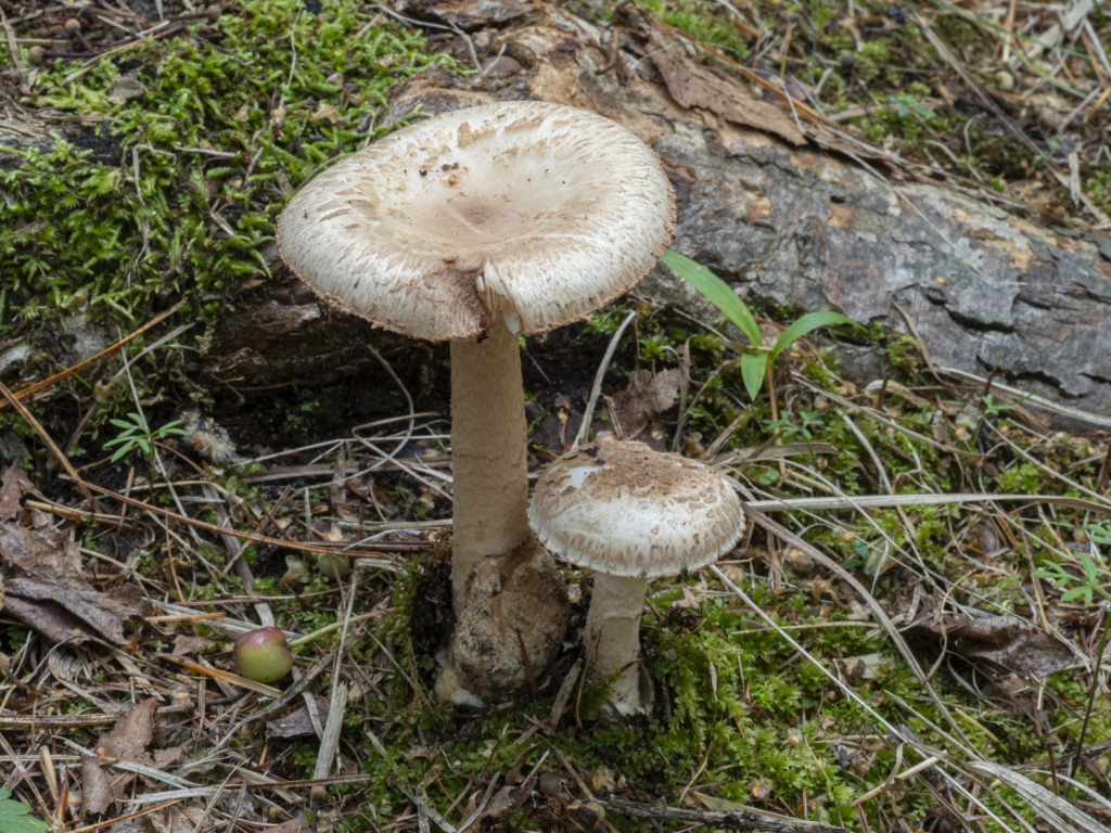 Amanita firma_photo Malysheva 