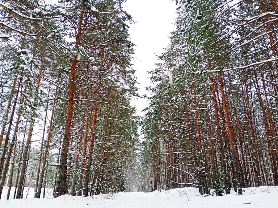 Присурский заповедник зимой