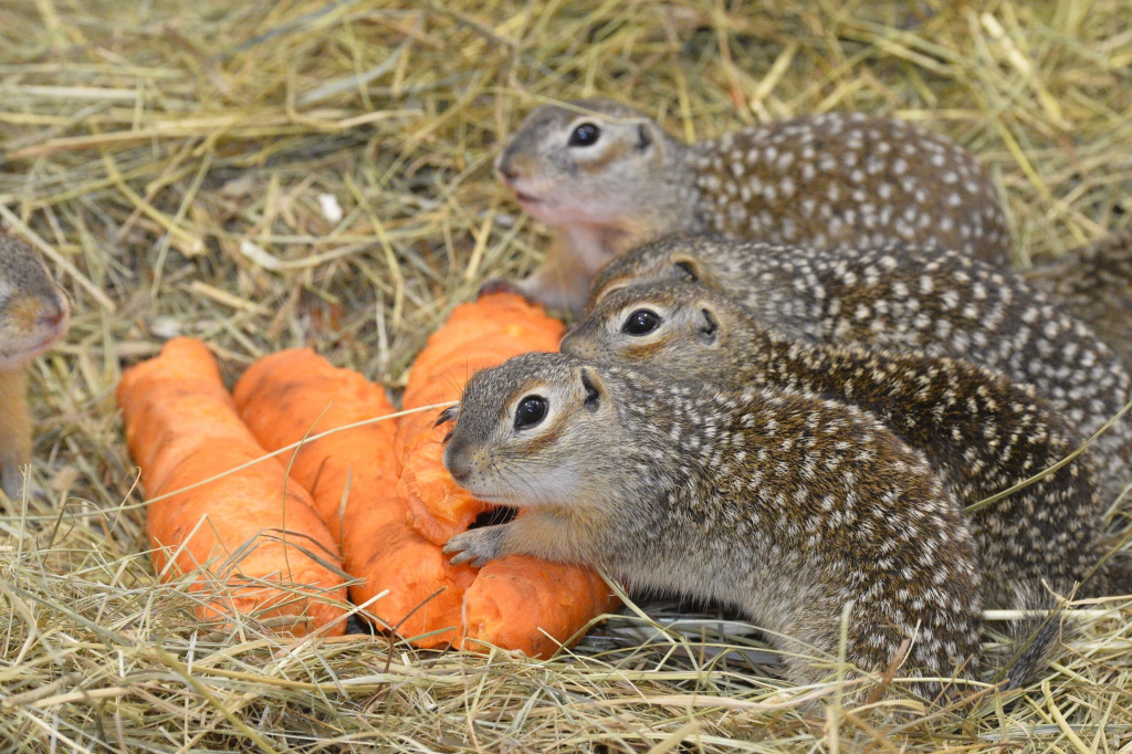 Крапчатые суслики_автор фото Николай Шпиленок.jpg