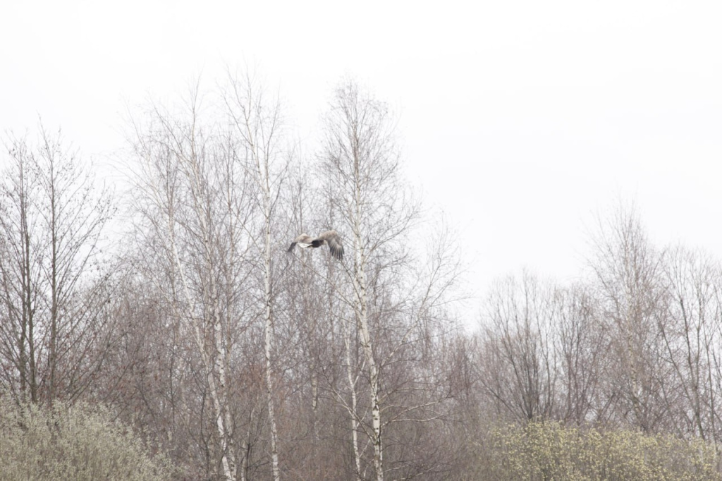 В Полистовском заповеднике этой весной отмечен краснокнижный орлан-белохвост
