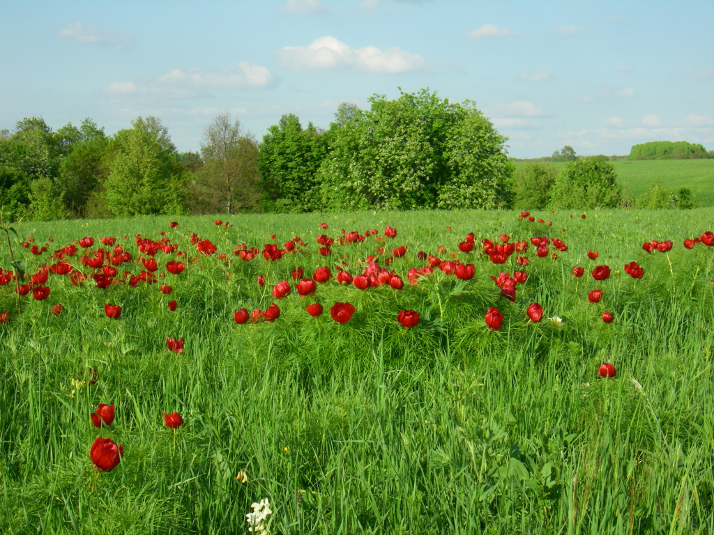 Пион тонколистный на Стрелецком участке ЦЧЗ. Фото Власова А.А.