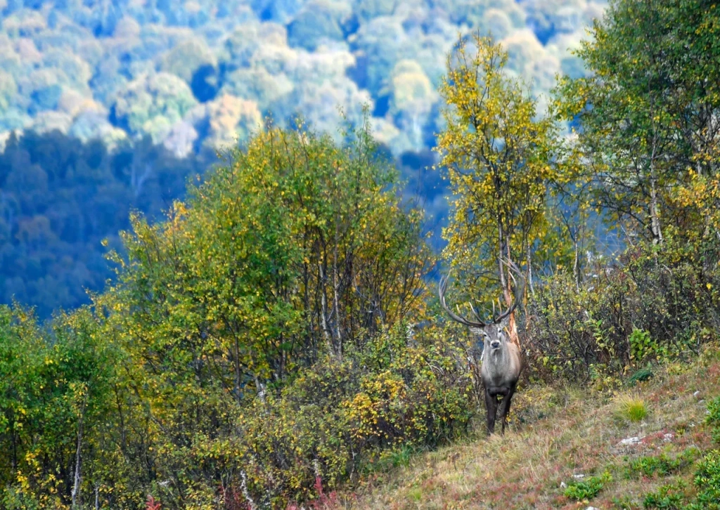 Благородный олень в Кавказском заповеднике_Сергей Трепет