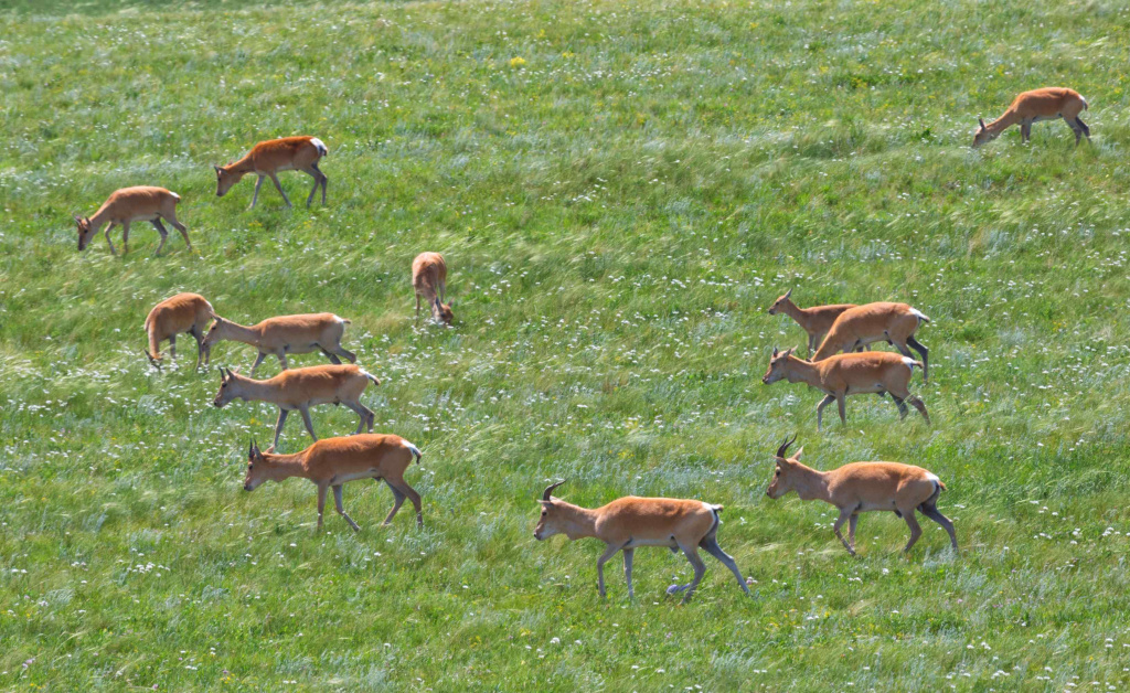 Дзерены. Автор фото Игорь Дмитриев