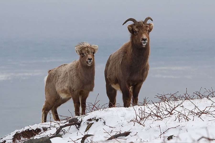 В Кроноцком заповеднике ведется изучение снежного барана