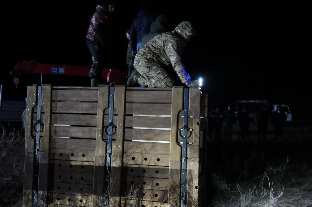 Выпуск лошадей Пржевальского в акклиматизационный загон.JPG
