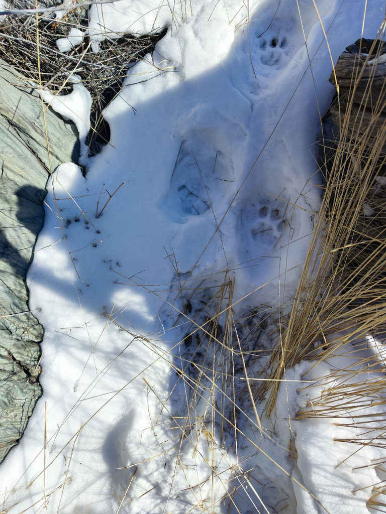Следы жизнедеятельности снежных барсов встречались практически повсеместно: