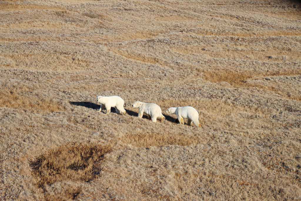 Авиамониторинг с вертолета в заповеднике Медвежьи острова