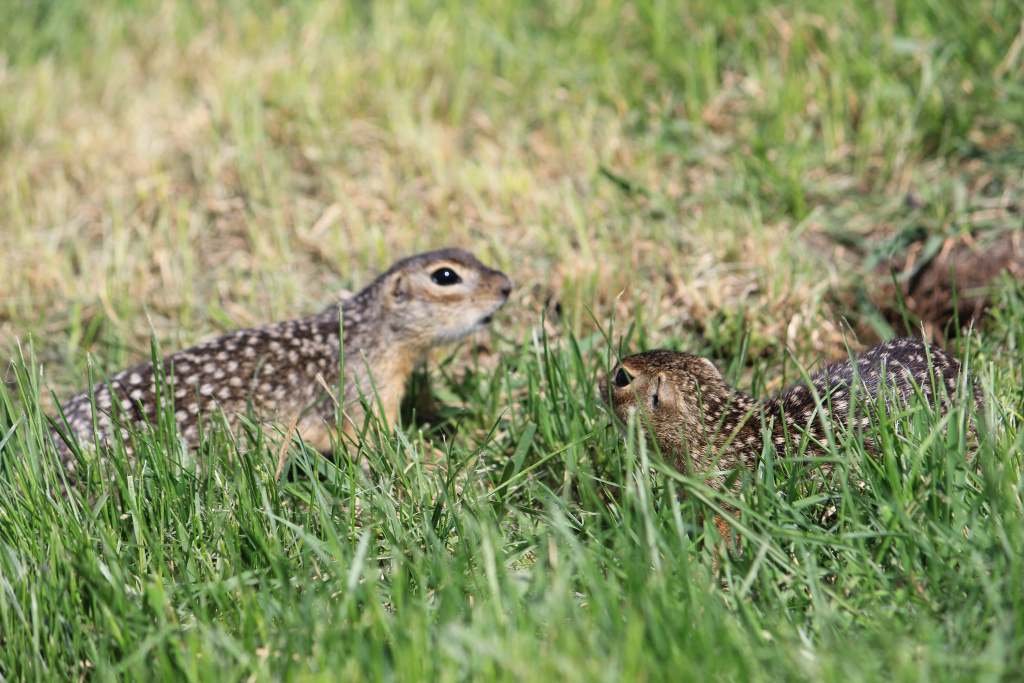 Сегодня в Воронинском заповеднике обитает уже более 85 краснокнижных грызунов