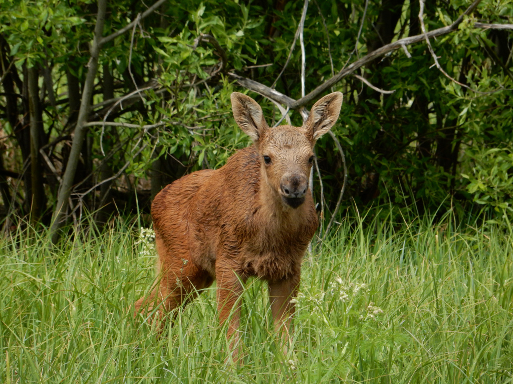 Мордовский заповедник_Лосёнок, фото Михаила Есина