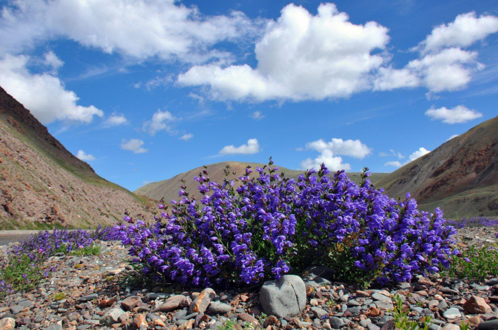 В нацпарке Сайлюгемский охраняют краснокнижную флору