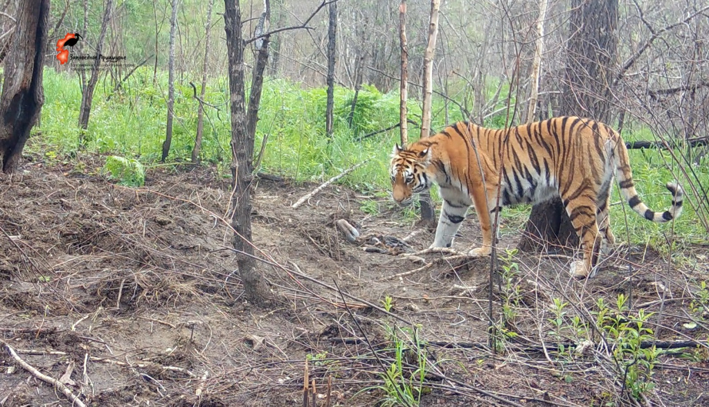 Тигрица_Анюйский нацпарк_2024 год