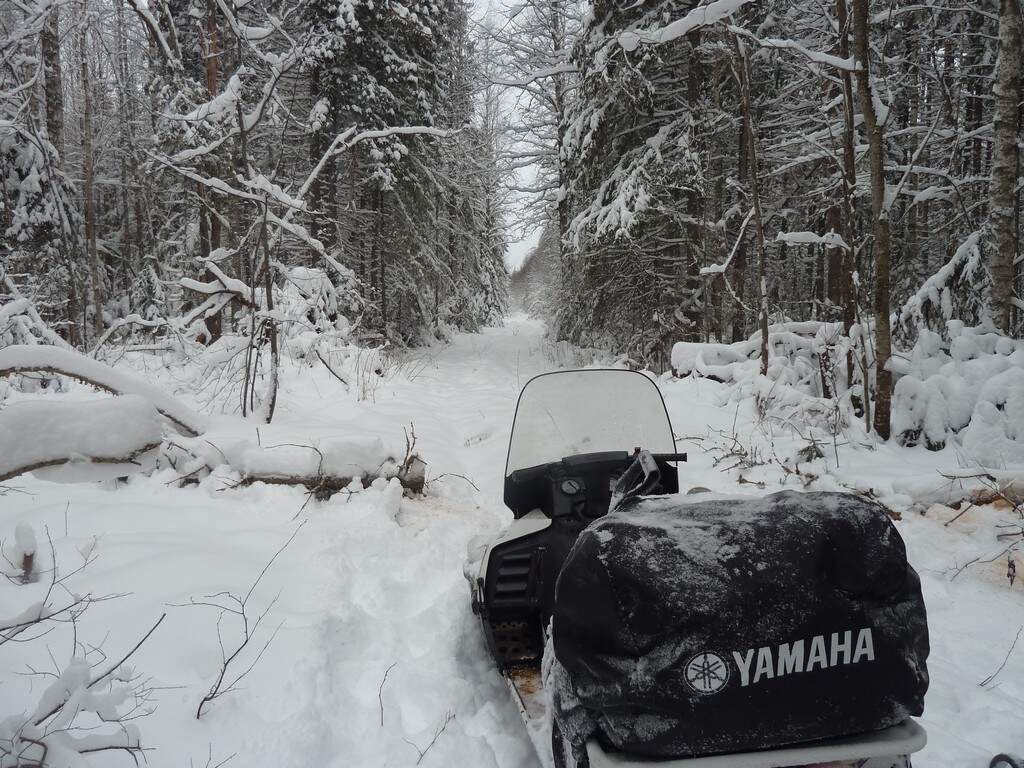 ЗМУ в заповеднике Кологривский лес_Фото В.А. Киселева