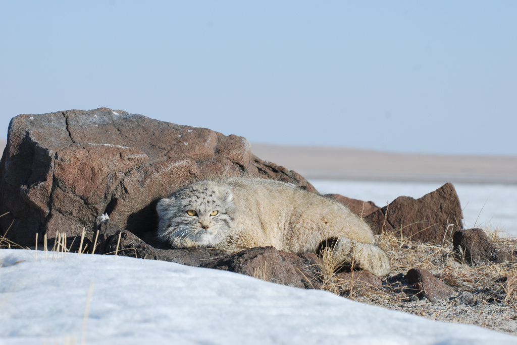 Благодаря лишнему весу манулы в Даурском заповеднике переживают суровые морозы_Фото Вадима Кирилюка