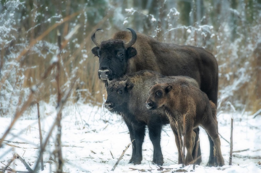 Устойчивый рост рождаемости зубров наблюдается на заповедной территории третий год подряд