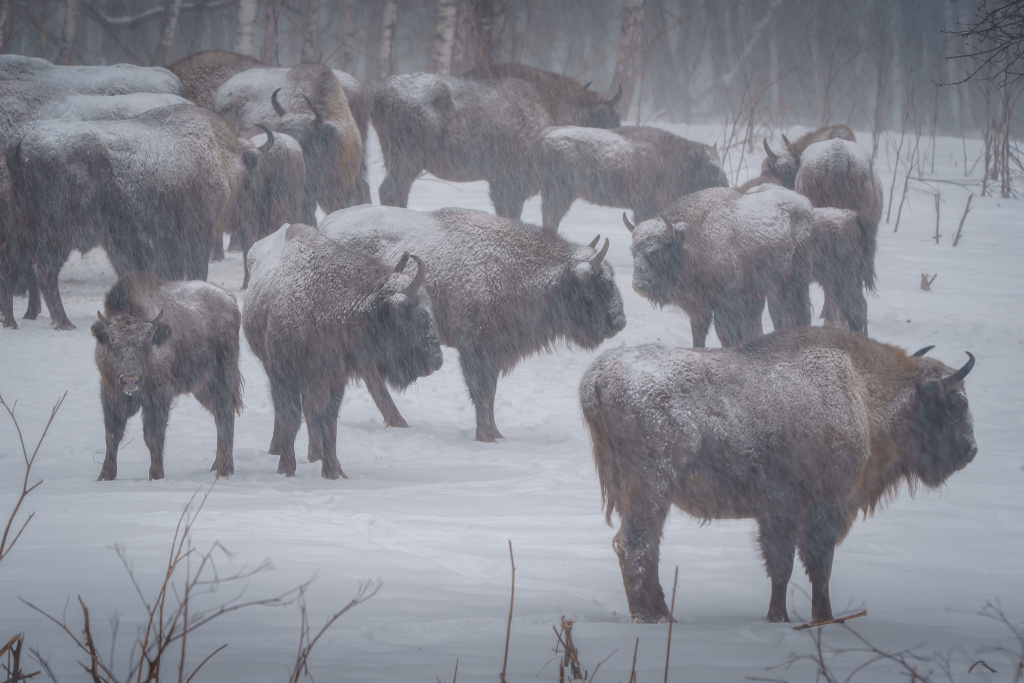 Калужские засеки_Стадо зубров_Илья Труханов