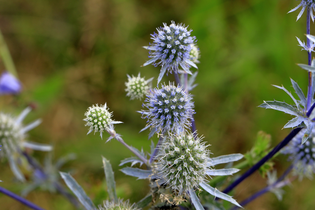 Синеголовник плосколистный