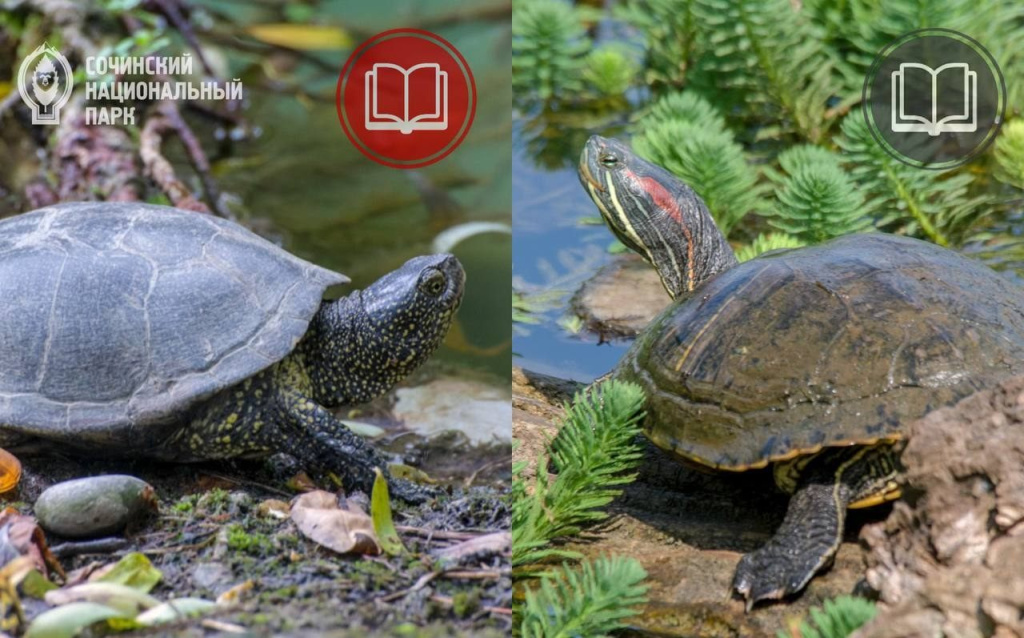 В Сочинском нацпарке реликтовый вид - болотная колхидская черепаха - вытесняется красноухой_Роман Кудрявцев