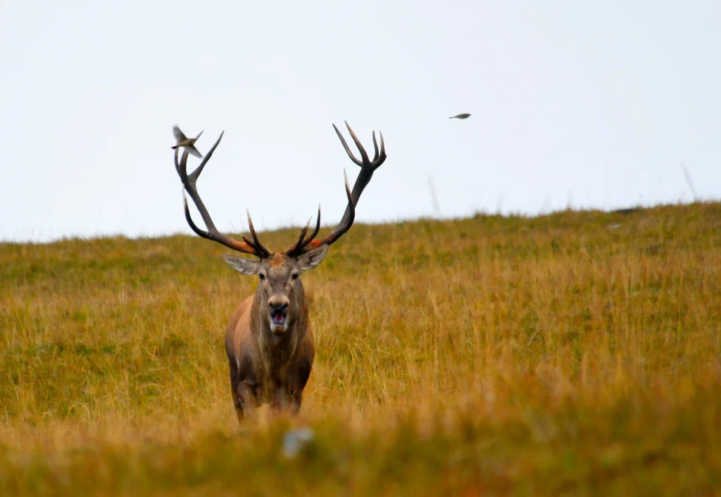 Благородный олень в Кавказском заповеднике_Сергей Трепет