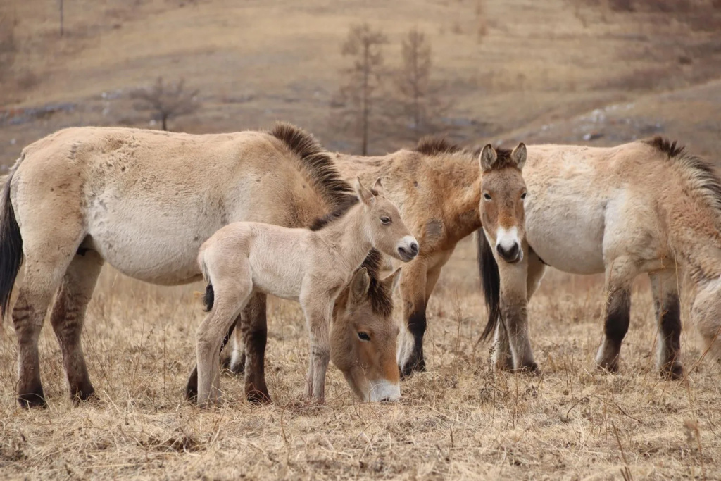 Рождение жеребенка в Хакасии - успех в адаптации лошадей Пржевальского_Дмитрий Чулочников