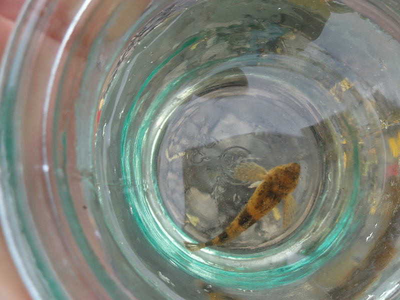 В Водлозерском нацпарке в 2024 году подтвердилось обитание подкаменщика обыкновенного