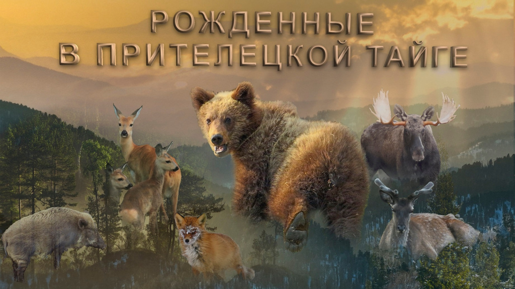 Трейлер фильма Рожденные в Прителецкой тайге