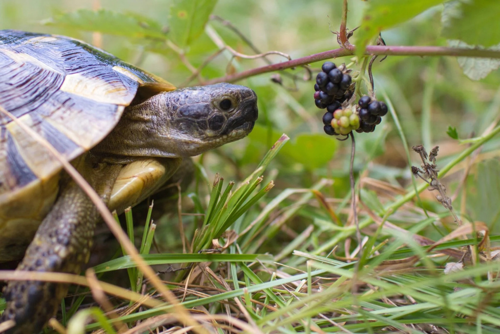Черепахе Никольского в заповеднике Утриш посвящен целый турмаршрут 