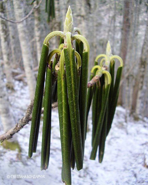 Рододердрон в Сихотэ-Алинском заповеднике_Светлана Бондарчук
