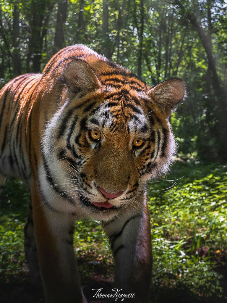 Амурский тигр.Фото Томаса Виджаяна