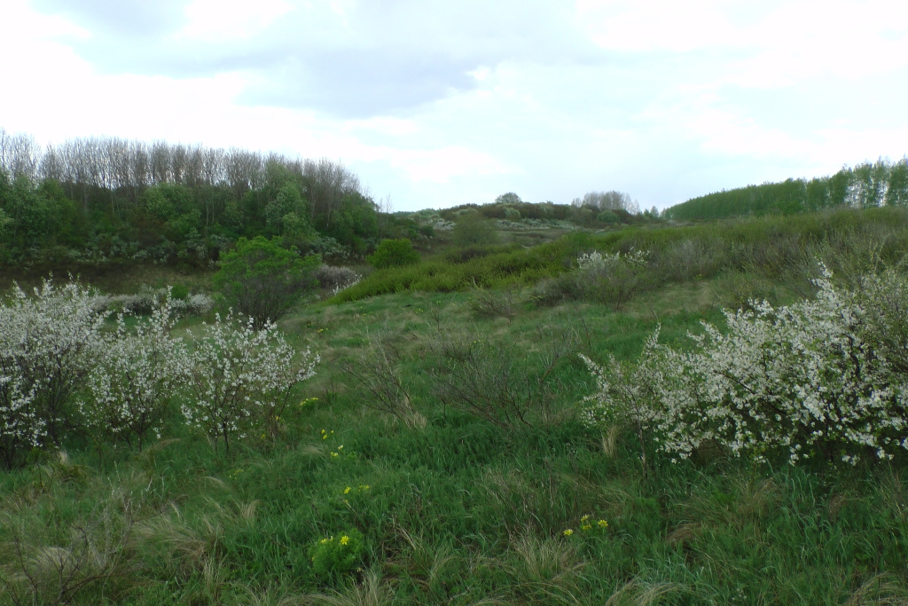 Участок Островцовская лесостепь_цветет терн фото А.Н. Добролюбов