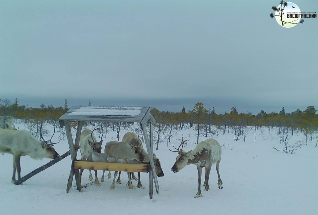 Дикий-северный-олень_Фотоловушка-Васюганского-заповедника