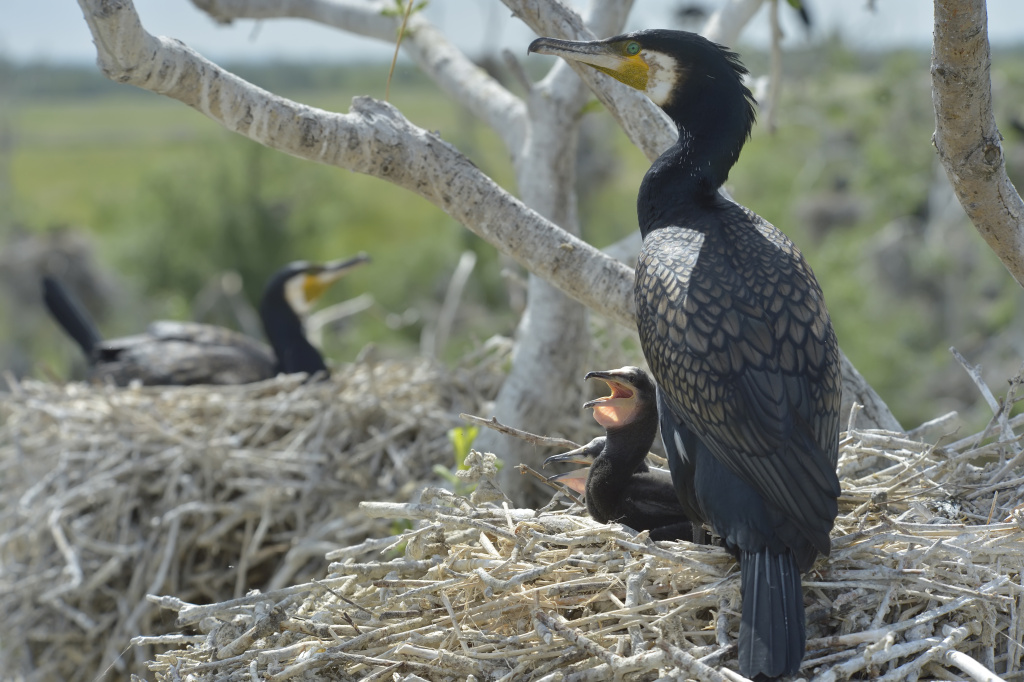фото Безруков Алексей большой баклан.jpg