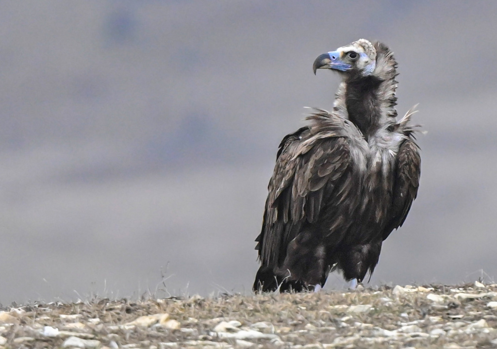 Фото А.Семенова. Черный гриф..jpg
