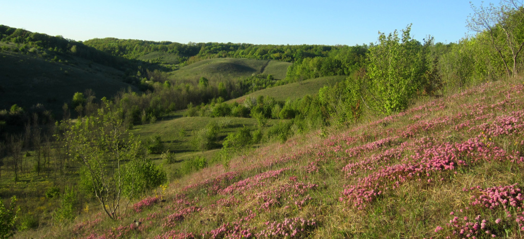 ЦЧЗ, участок Букреевы Бармы, цветение волчеягодника борового