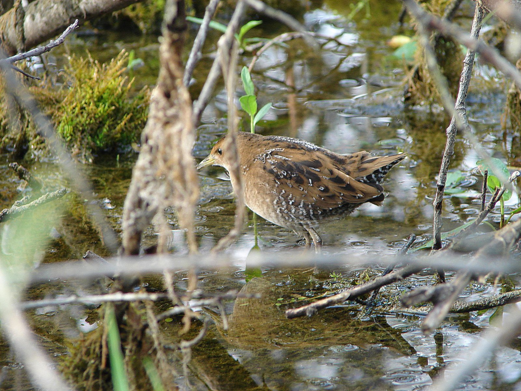 Погоныш-крошка. Молодая птица