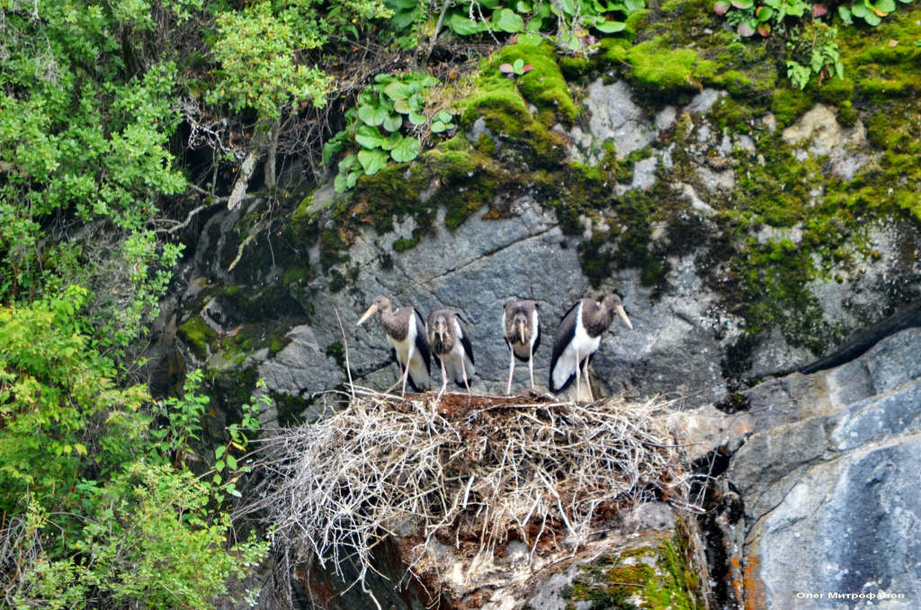 Птенцы черного аиста на гнезде в Алтайском заповеднике_Олег Митрофанов