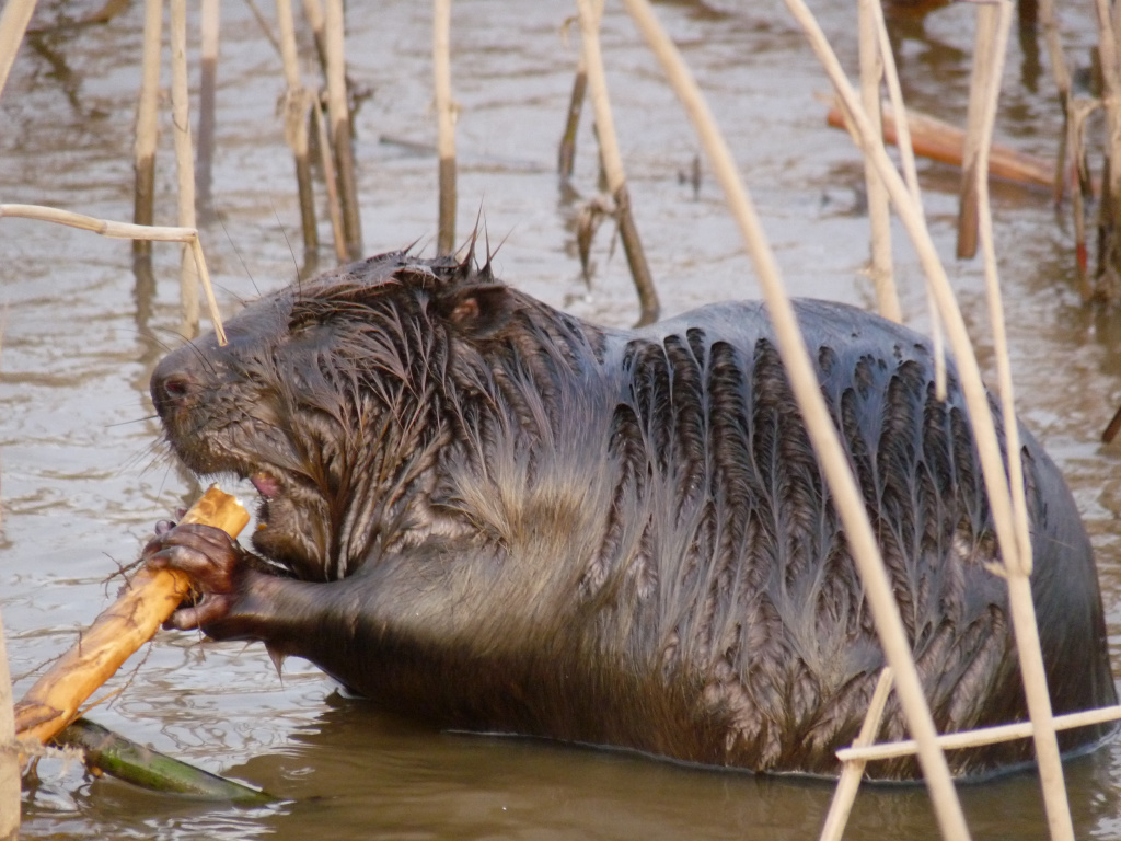 Бобр Е. Прохоров.JPG