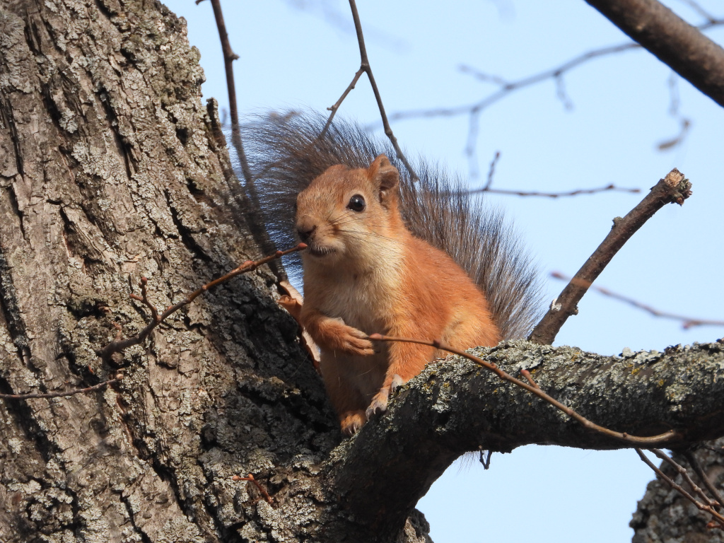 Белка_Анна Давыденко
