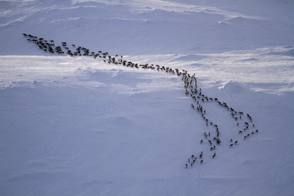 Лапландский заповедник стадо важенок движется к местам отела
