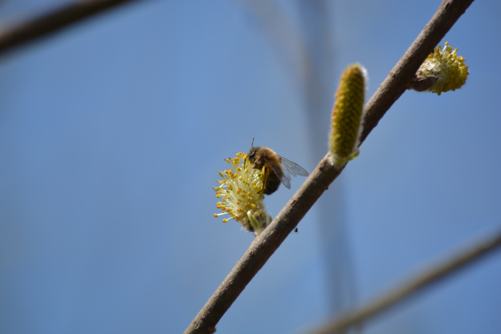 Проекты по изучению на ООПТ в 2026-2027 годах свободноживущих пчел, поддержаны Президентским фондом природы.