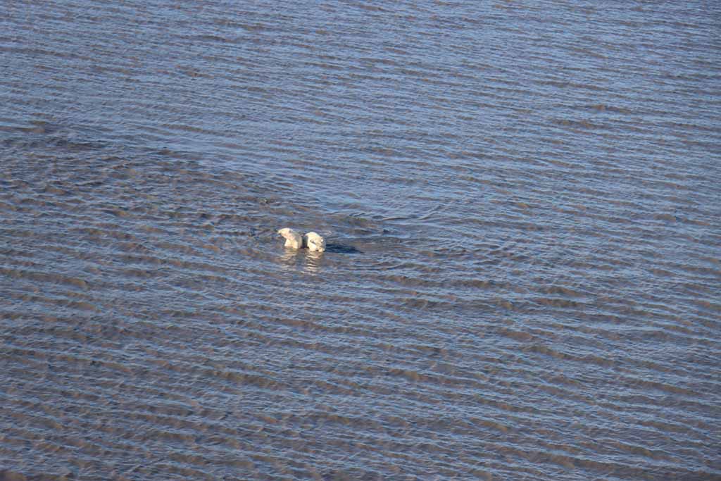 Белых медведей удалось увидеть даже в воде 