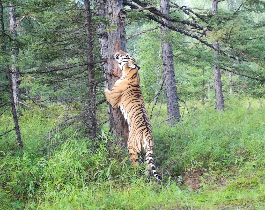 Амурский тигр в Ботчинском заповеднике