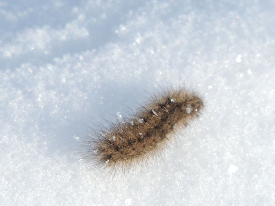 В Присурском заповеднике в ходе ЗМУ обнаружили гусеницу