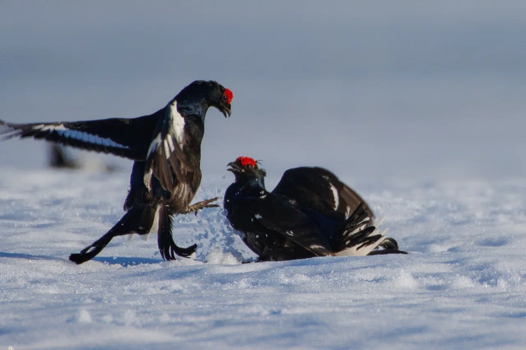 Тетерева -нешуточный бой_Лапландский заповедник
