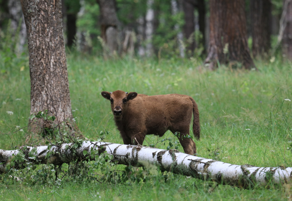 Бычок зубра Мефей возрастом 2 месяца, Питомник зубров
