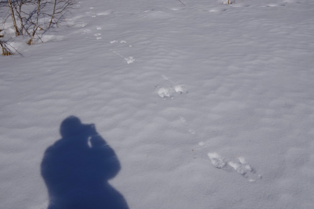 Зимние маршрутные учеты в Приокско-террасном заповеднике